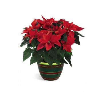 Poinsettia Planter 6 inches